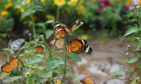Butterfly Garden 1